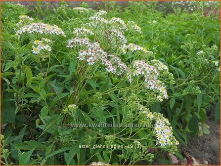 Aster glehnii &#039;Agleni&#039; | Aster | Ostasiatische Wiesen-Aster