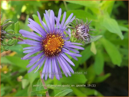 Aster novae-angliae &#039;Guido en Gezelle&#039; | Nieuw-Engelse aster, Herfstaster, Aster | Raublatt-Aster