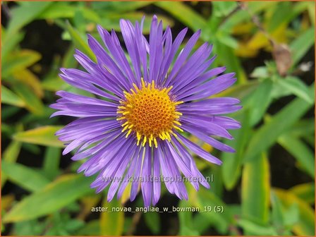 Aster novae-angliae &#039;W. Bowman&#039; | Nieuw-Engelse aster, Herfstaster, Aster | Raublatt-Aster