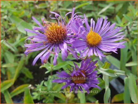 Aster novae-angliae &#039;W. Bowman&#039; | Nieuw-Engelse aster, Herfstaster, Aster | Raublatt-Aster