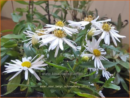 Aster novi-belgii &#039;Schneeberg&#039; | Nieuw-Nederlandse aster, Herfstaster, Aster | Glattblatt-Aster