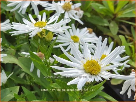 Aster novi-belgii &#039;Schneeberg&#039; | Nieuw-Nederlandse aster, Herfstaster, Aster | Glattblatt-Aster