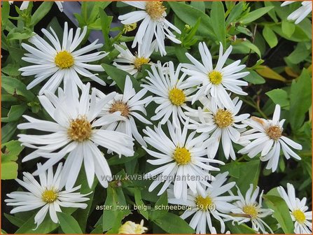 Aster novi-belgii &#039;Schneeberg&#039; | Nieuw-Nederlandse aster, Herfstaster, Aster | Glattblatt-Aster