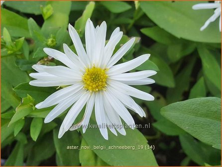 Aster novi-belgii &#039;Schneeberg&#039; | Nieuw-Nederlandse aster, Herfstaster, Aster | Glattblatt-Aster