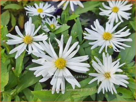 Aster novi-belgii &#039;Schneeberg&#039; | Nieuw-Nederlandse aster, Herfstaster, Aster | Glattblatt-Aster