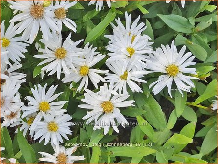 Aster novi-belgii &#039;Schneeberg&#039; | Nieuw-Nederlandse aster, Herfstaster, Aster | Glattblatt-Aster