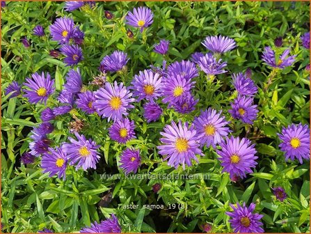 Aster &amp;#x0027;Samoa&amp;#x0027; | Aster | Aster