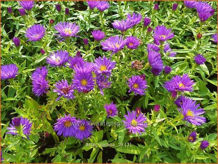 Aster &amp;#x0027;Samoa&amp;#x0027; | Aster | Aster