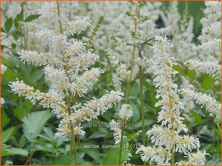 Astilbe &#039;Diamant&#039; | Pluimspirea, Spirea | Prachtspiere