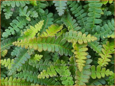 Blechnum penna-marina | Dubbelloof | Feuerlandfarn