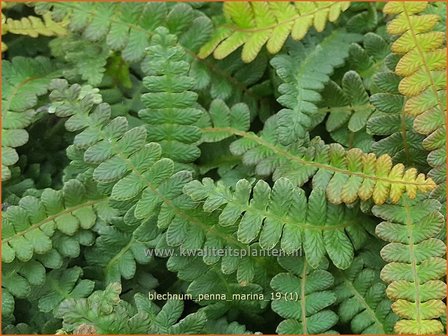 Blechnum penna-marina | Dubbelloof | Feuerlandfarn