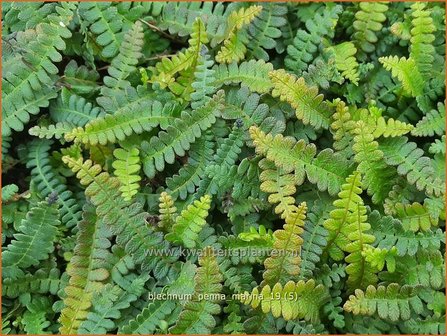 Blechnum penna-marina | Dubbelloof | Feuerlandfarn