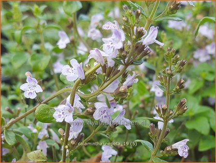 Calamintha nepeta | Bergsteentijm, Steentijm | Kleinbl&uuml;tige Bergminze