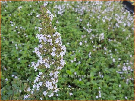 Calamintha nepeta | Bergsteentijm, Steentijm | Kleinbl&uuml;tige Bergminze