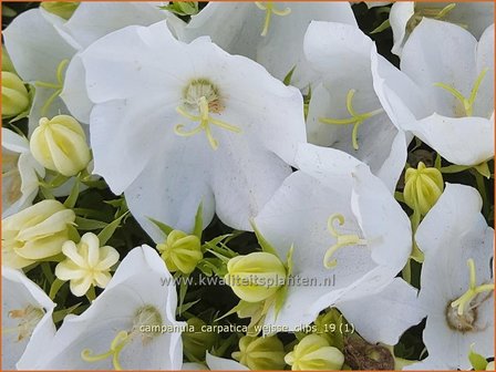 Campanula carpatica 'Weiße Clips' | Karpatenklokje, Klokjesbloem | Karpaten-Glockenblume