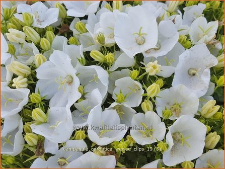 Campanula carpatica 'Weiße Clips' | Karpatenklokje, Klokjesbloem | Karpaten-Glockenblume