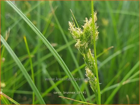 Carex brunnea | Zegge | Bräunliche Segge