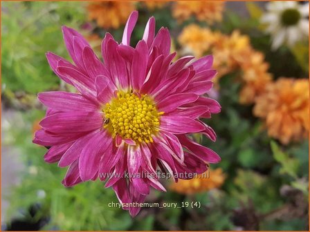 Chrysanthemum 'Oury' | Tuinchrysant, Chrysant | Chrysantheme