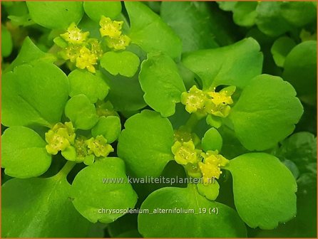 Chrysosplenium alternifolium | Paarbladig goudveil, Verspreidbladig goudveil, Goudveil | Gegenbl&auml;ttriges Milzkraut