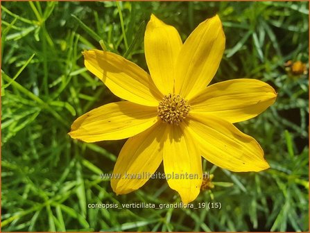 Coreopsis verticillata &#039;Grandiflora&#039; | Meisjesogen | Quirlbl&auml;ttriges M&auml;dchenauge