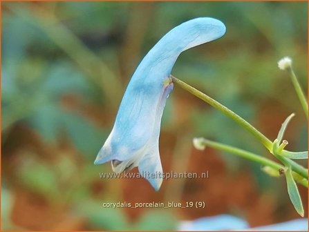 Corydalis &#039;Porcelain Blue&#039; | Helmbloem | Lerchensporn
