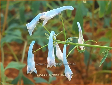 Corydalis &#039;Porcelain Blue&#039; | Helmbloem | Lerchensporn