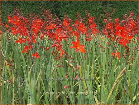 Crocosmia &#039;Twilight Fairy Crimson&#039; | Montbretia | Montbretie