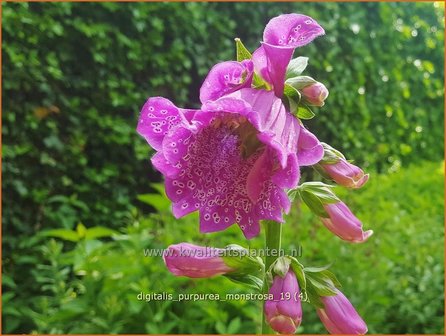 Digitalis purpurea &#039;Monstrosa&#039; | Vingerhoedskruid | Roter Fingerhut