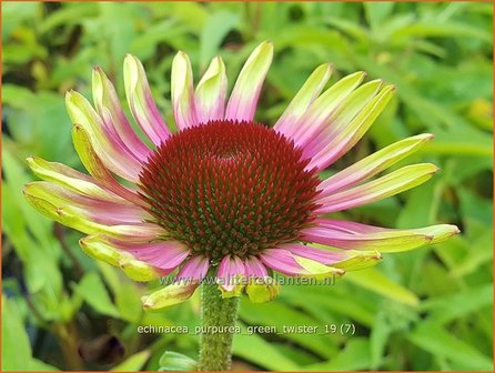 Echinacea purpurea &#039;Green Twister&#039; | Rode zonnehoed, Zonnehoed | Roter Sonnenhut