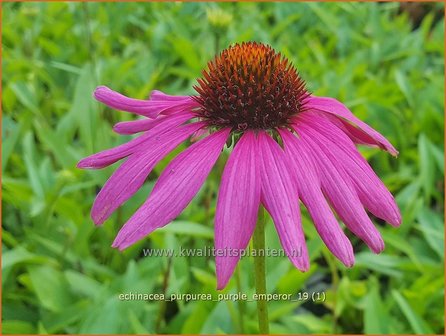 Echinacea purpurea &amp;#x0027;Purple Emperor&amp;#x0027; | Zonnehoed | Roter Sonnenhut