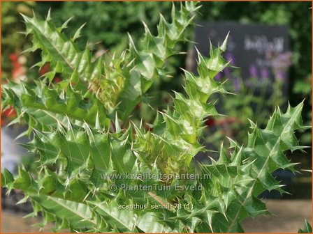 Acanthus sennii | Stekelige berenklauw | B&auml;renklau