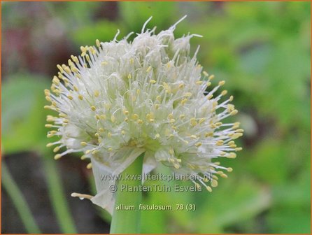 Allium fistulosum | Stengelui, Grove bieslook, Pijplook, Look | Winterzwiebel