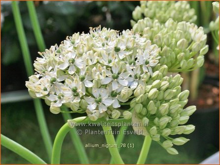 Allium nigrum | Sierui, Look | Schwarzer Lauch