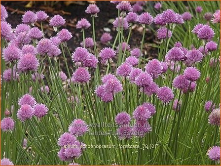 Allium schoenoprasum 'Forescate' | Bieslook, Look | Schnittlauch