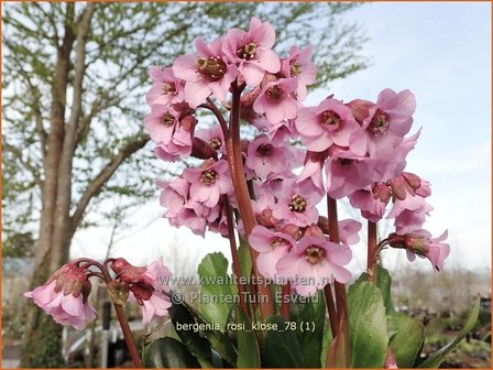 Bergenia &#039;Rosi Klose&#039; | Schoenlappersplant, Olifantsoor | Bergenie