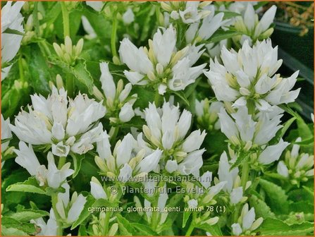 Campanula glomerata &#039;Genti White&#039; | Kluwenklokje, Kopcampanula, Klokjesbloem | Kn&auml;uel-Glockenblume