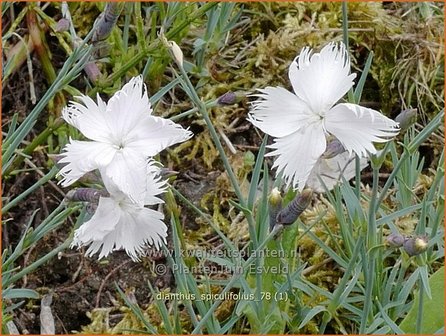 Dianthus spiculifolius | Anjer | Fransen-Nelke