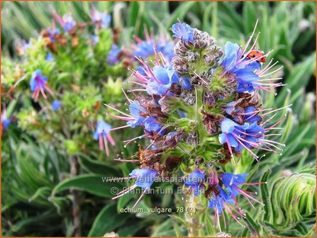 Echium vulgare | Slangenkruid | Gew&ouml;hnlicher Natternkopf | Viper&#039;s Bugloss