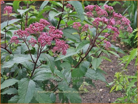 Eupatorium maculatum &#039;Augustrubin&#039; | Koninginnekruid, Leverkruid | Gefleckter Wasserdost