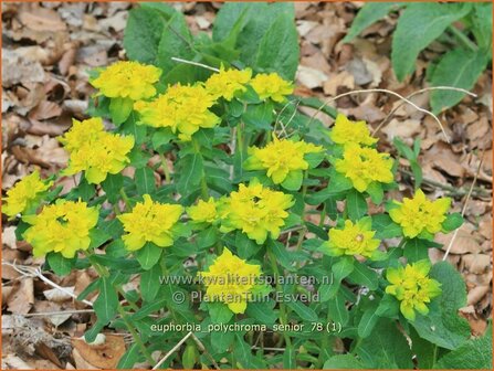 Euphorbia polychroma 'Senior' | Kleurige wolfsmelk, Wolfsmelk | Gold-Wolfsmilch