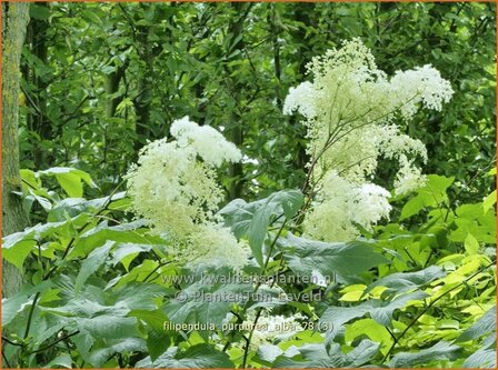 Filipendula purpurea &#039;Alba&#039; | Moerasspirea, Spirea | Rotbl&uuml;hendes M&auml;des&uuml;&szlig;