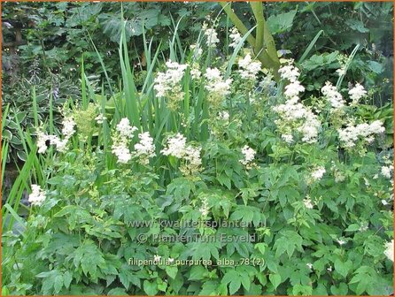 Filipendula purpurea &#039;Alba&#039; | Moerasspirea, Spirea | Rotbl&uuml;hendes M&auml;des&uuml;&szlig;