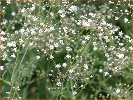 Gypsophila paniculata | Pluimgipskruid, Gipskruid | Rispiges Schleierkraut