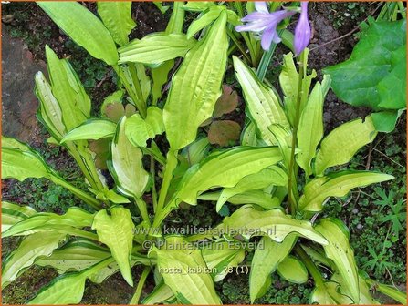 Hosta &amp;#39;Kabitan&amp;#39; | Hosta, Hartlelie, Funkia | Funkie