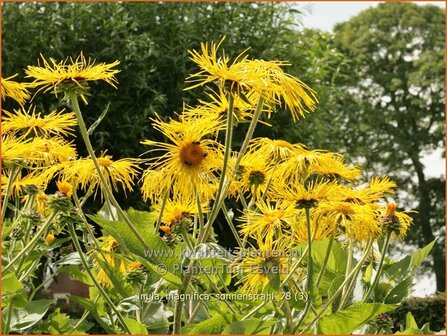 Inula magnifica 'Sonnenstrahl' | Alant | Hoher Alant