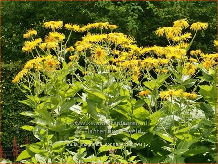 Inula magnifica 'Sonnenstrahl' | Alant | Hoher Alant