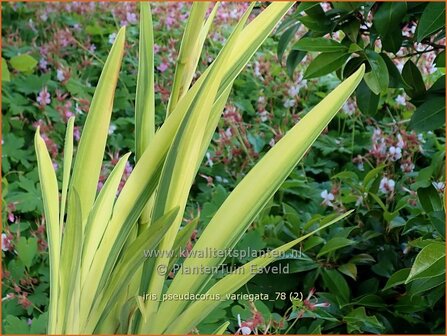 Iris pseudacorus &#039;Variegata&#039; | Gele lis, Iris, Lis | Sumpf-Schwertlilie