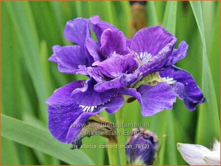 Iris sibirica &#039;Concord Crush&#039; | Siberische iris, Lis, Iris | Sibirische Schwertlilie