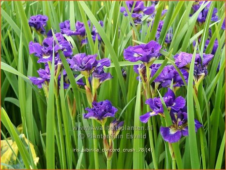 Iris sibirica &#039;Concord Crush&#039; | Siberische iris, Lis, Iris | Sibirische Schwertlilie