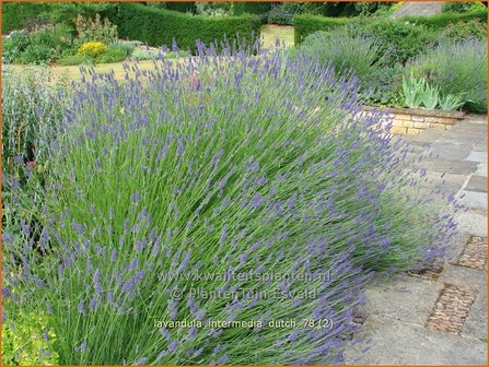 Lavandula intermedia 'Dutch' | Lavandin, Lavendel | Provence-Lavendel